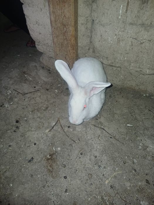 Қоян, заяц  семіз еркек