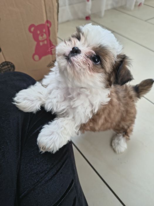 Shih tzu Talie mica