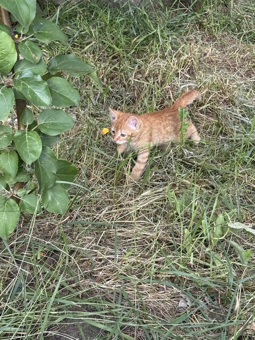 Отдам котенка 1,5 мес