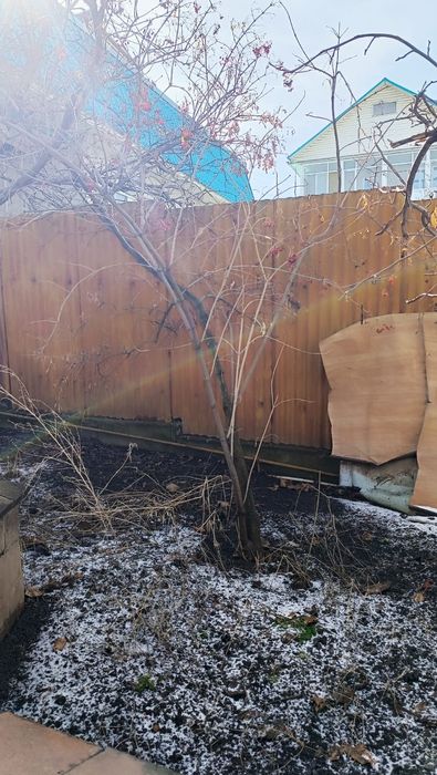 Калина саженец молодая