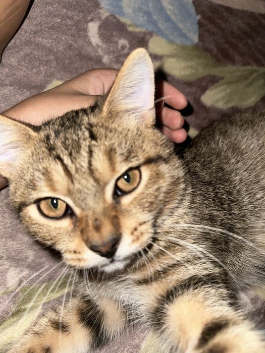 Отдам кота в добрые