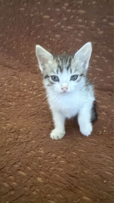 Отдам котят в добрые руки!
