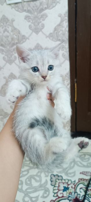 Mushuk bolasi sotiladi