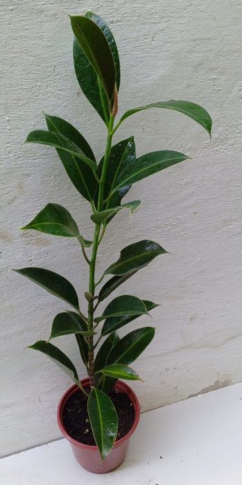 Фикус Мелани. Сорт фикуса который растет кустистым ,компактным.