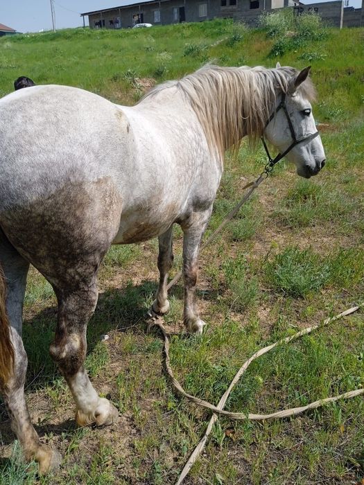 Кобыла бие срочна