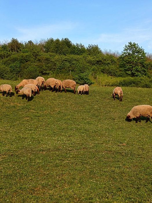 Rasa de carne suffolk