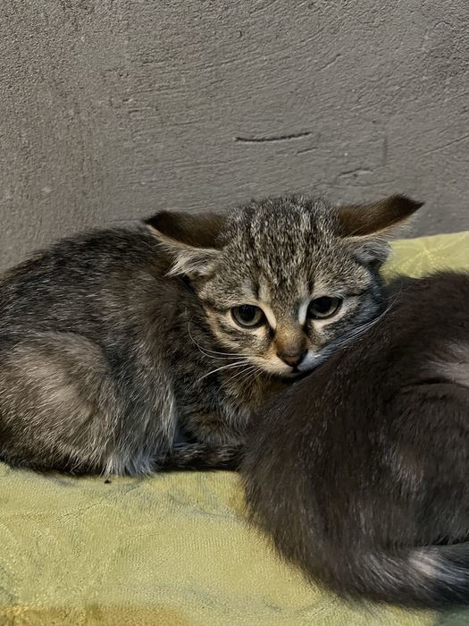 Бесплатно котёнок