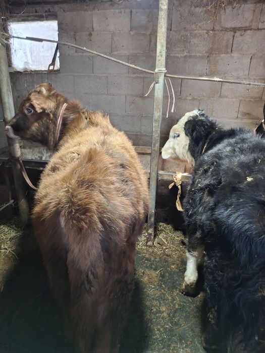 Домашние бычки хорошие