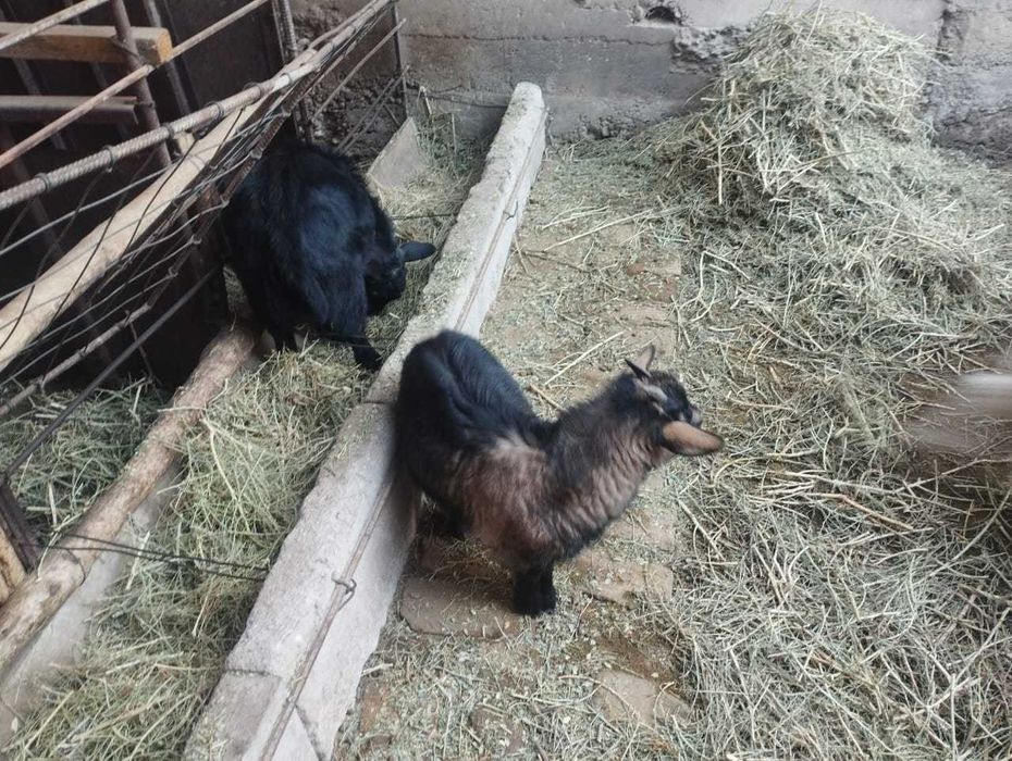 Заанен ешкілері лақтарымен