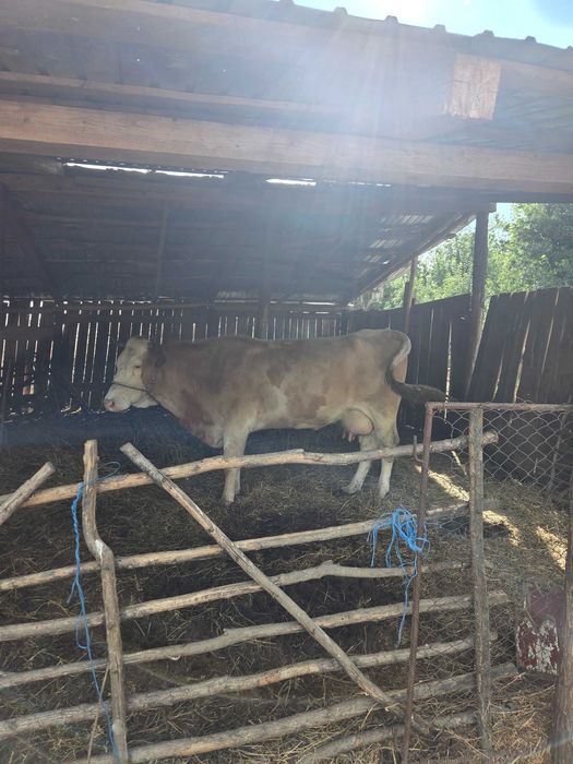 Vaca de vanzare cu vitel!