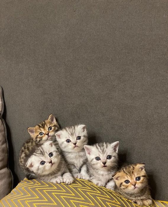 Шотландские чудо-котята!