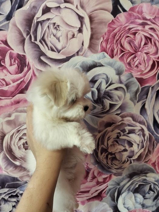 Продам мальтезе мини