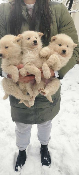 Подарявам кученца