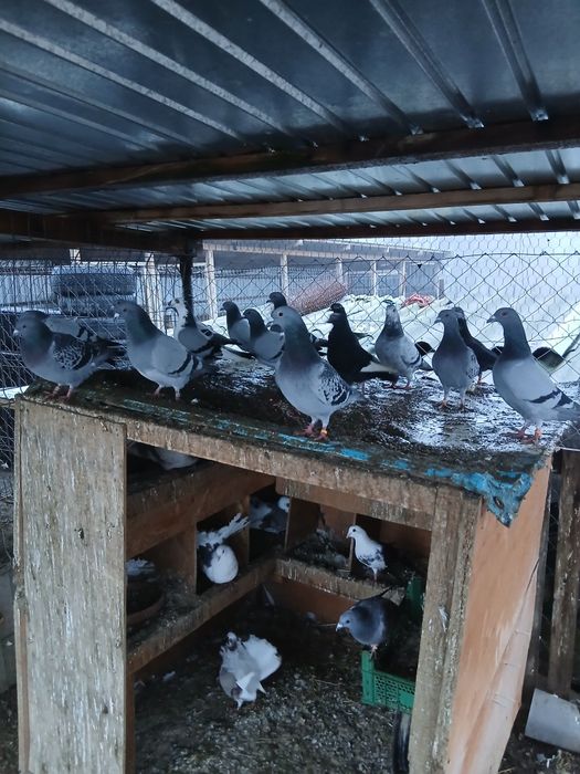 Porumbei voiajori tineri/schimb