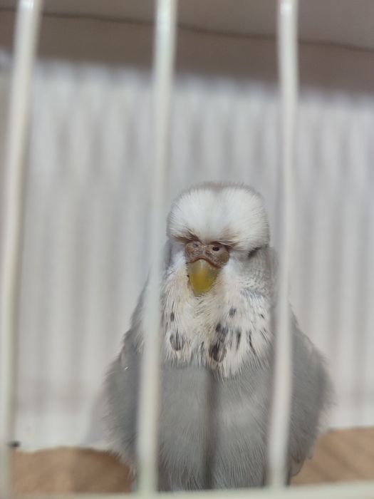 Изложбени папагали