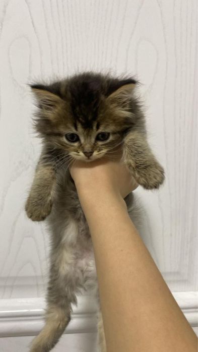 котенок продистая в описании все