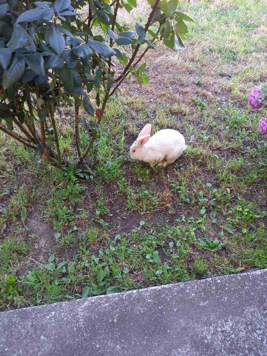 Продава се Къща в с. Боянци, Област Пловдив - 180 кв.м за 468 €/кв.м - Снимка #19