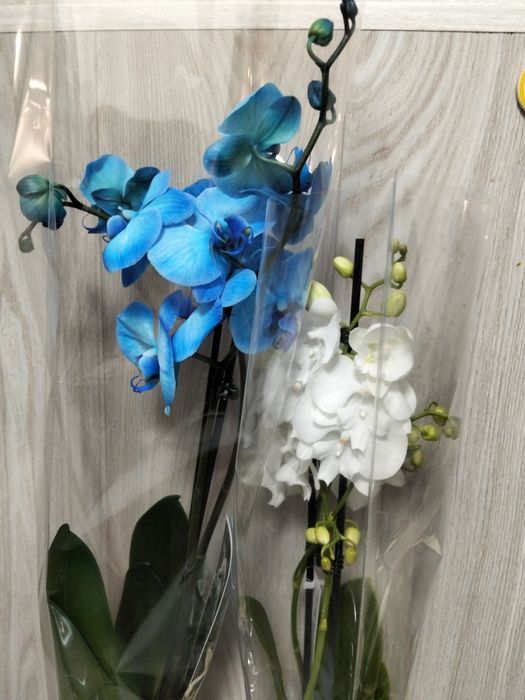 Продам Сортовые орхидеи