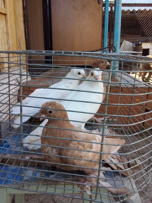 Продам домашних голубей