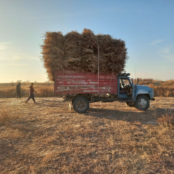 Жантақ сатылады бағасы 60 000