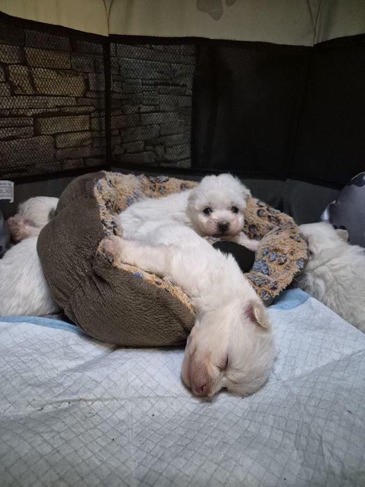 Болонки 3 момченца и 1 момиче