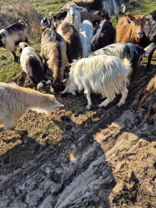 Capre fătate și depuse