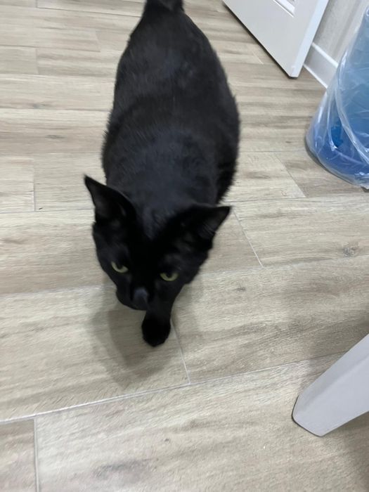 Отдам кота в связи переездом