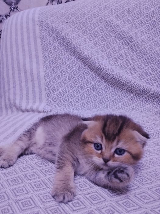 Британские котята шиншилла