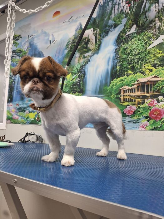 Frizerie canina la domiciliu sau la salon,taxi pet.