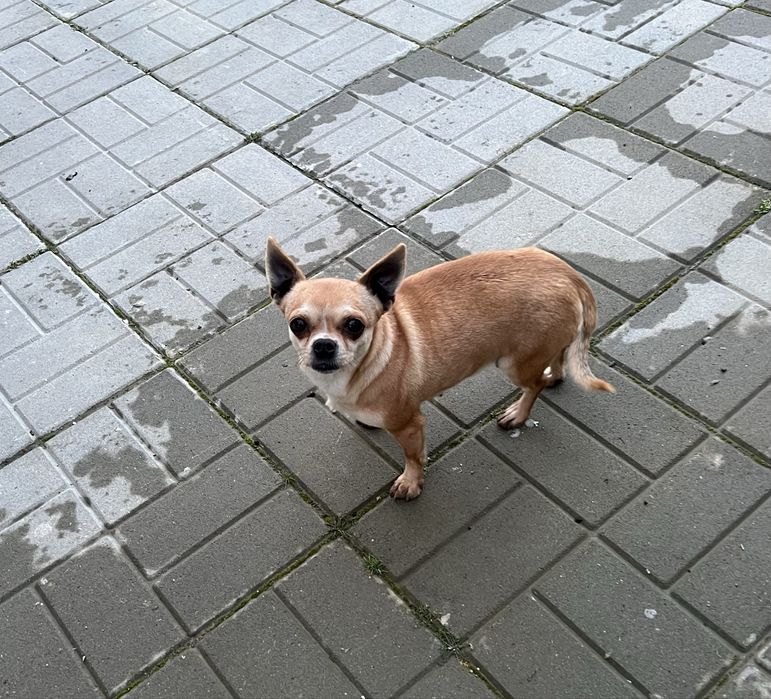 Мини      Чихуахуа