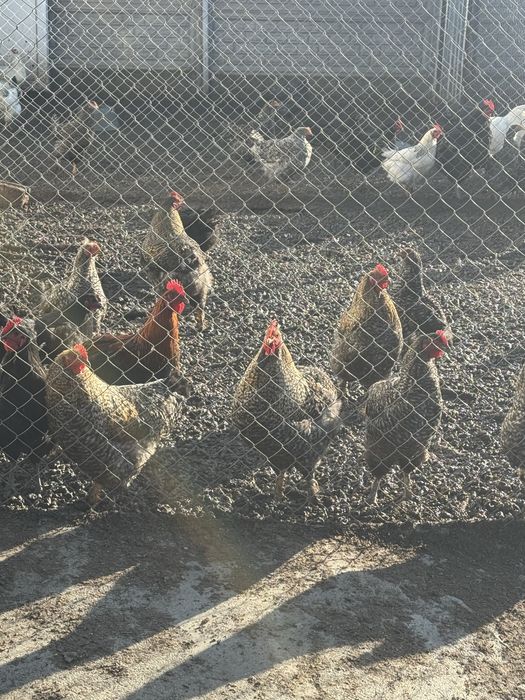 Питушки хорошие молодые упитыные