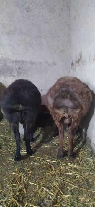 Kuy kuzilar bor 5 ta 2 urgochi 3 ta kuchkor