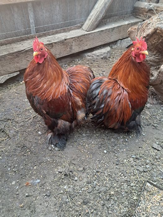 Cocoși cochinchina pitic