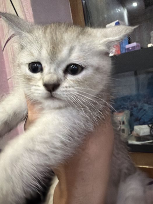 Мушукча 2 ойлик скотиш фолд