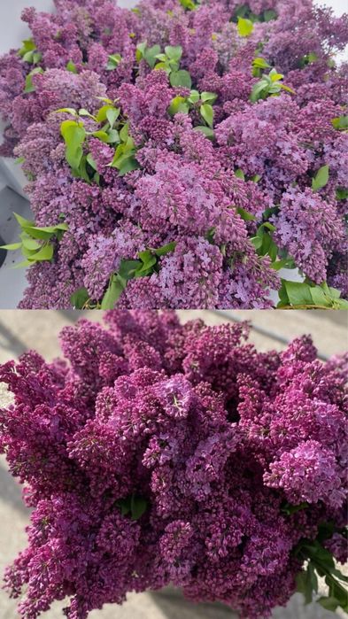 Сирень АПРЕЛЬСКАЯ город Астана