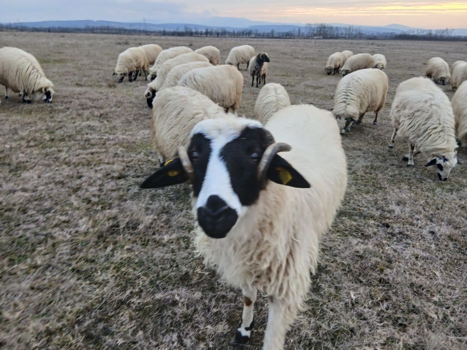 Vând  oi  și mânz