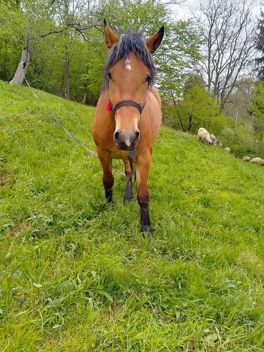 De vânzare mânză semi grea sau schimb