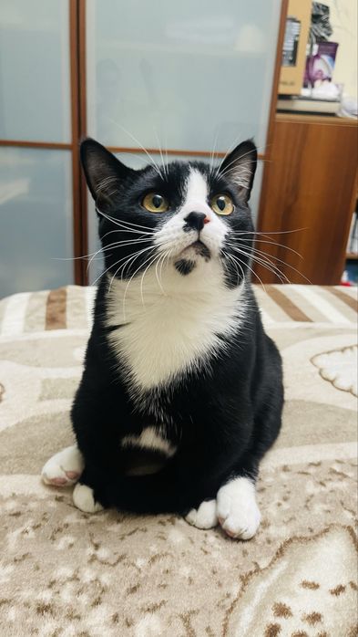 Котенок породы Манчкин