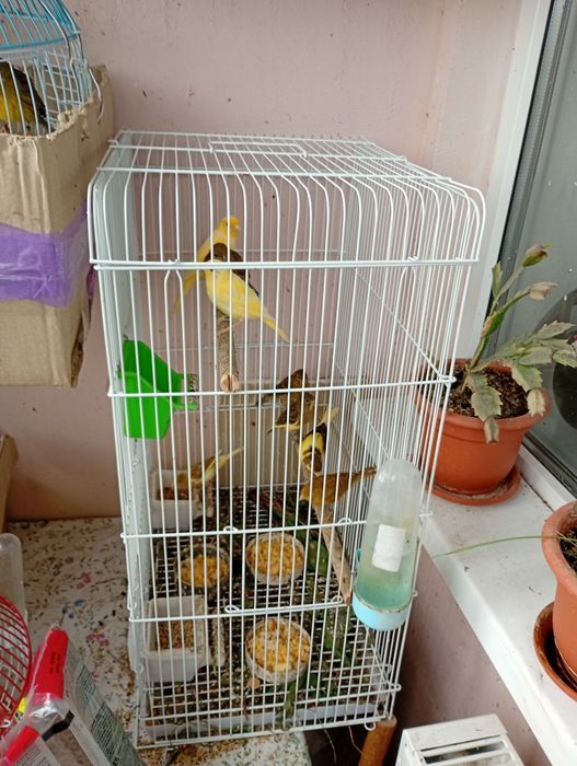 Canari tineri de 2 luni perfect sănătoși și inelati