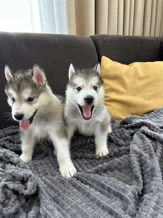 Кученца Аляски маламут