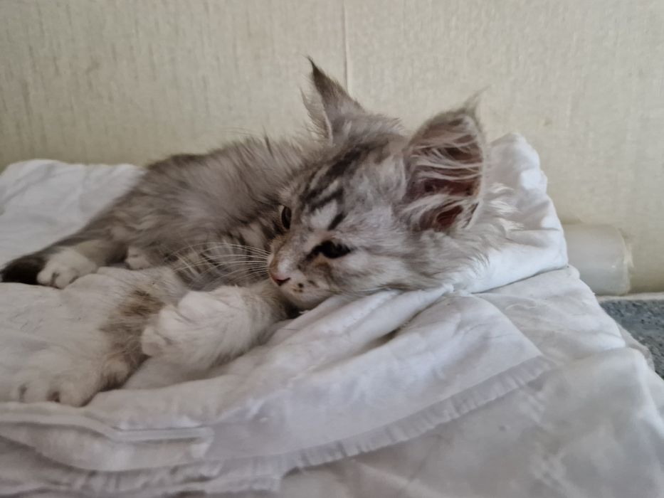 Котенок девочка в добрые руки
