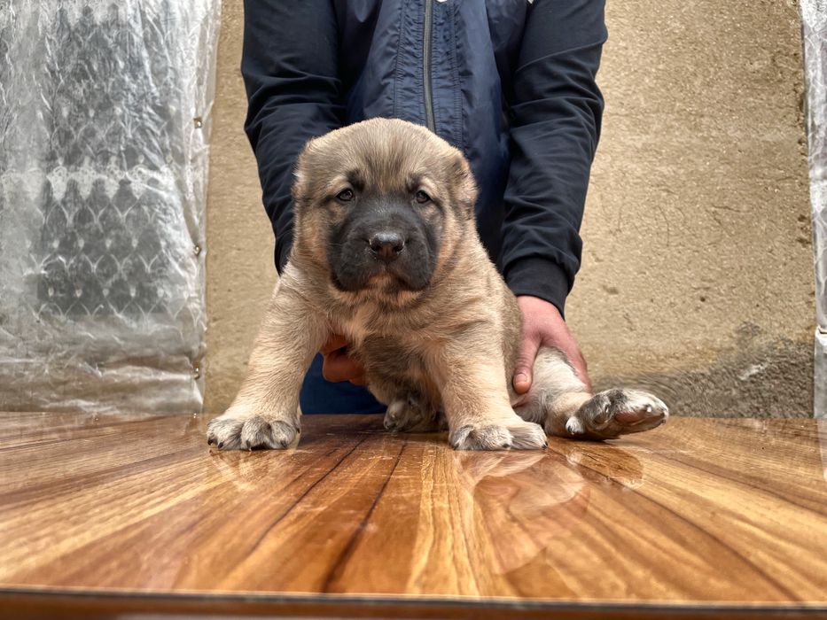 Щенок Турецкого Кангала ( чистокровный )