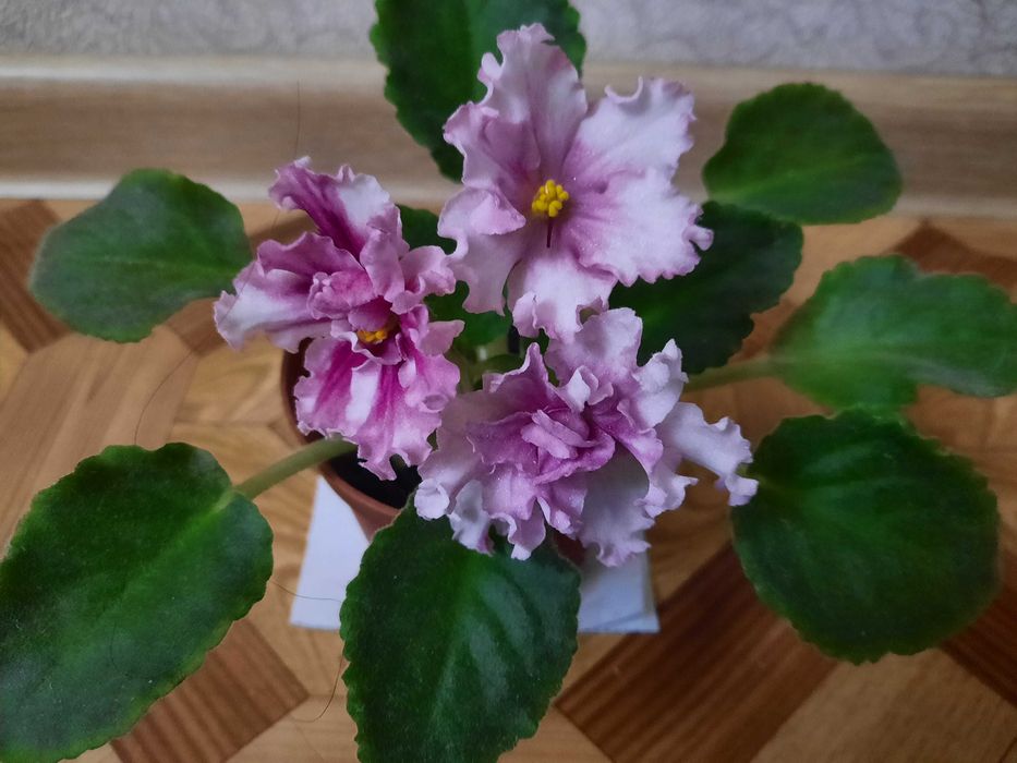 Продаются фиалки