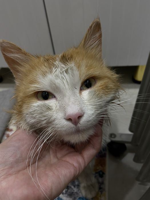 Ищем малышу новый дом