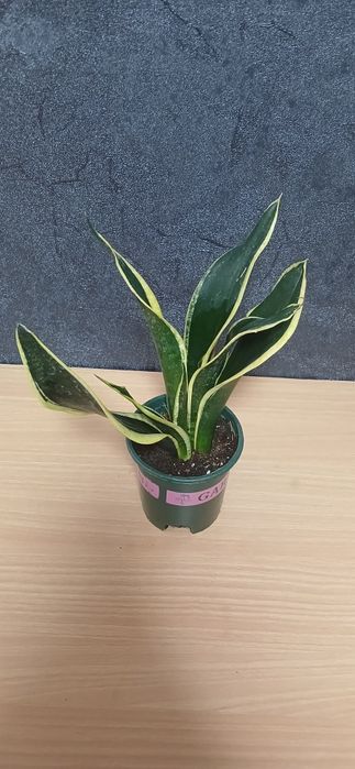 Комнатные растения от 2500