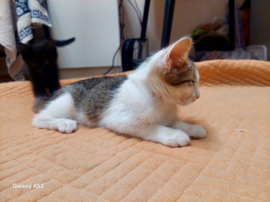 Котёнок девочка бесплатно