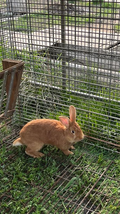 Продам Кроллов порода Бургунды