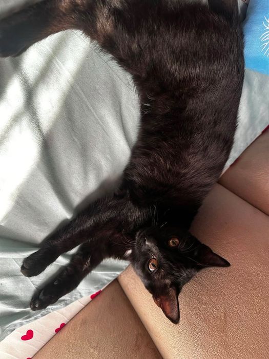 Котенок бесплатно