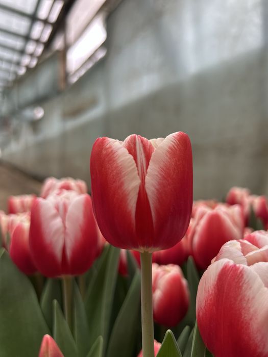 Тюльпаны оптом Алматы