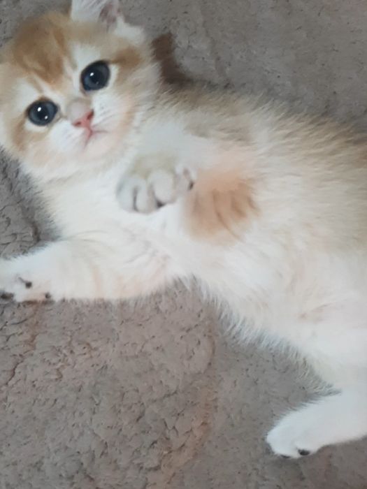 Золотая шиншилла, девочка